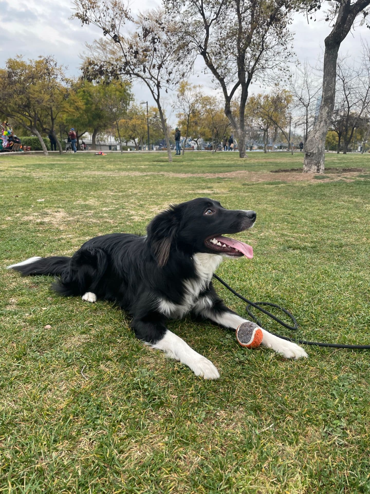 Haru, Bordercollie · 4 · Tranquilo